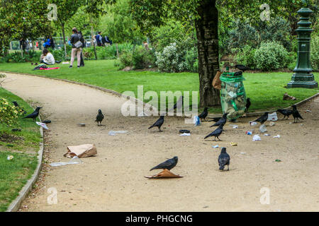 Una foto di uno stormo di cornacchie mangiare di immondizia da un cestino della spazzatura e facendo confusione nel parco pubblico. Foto Stock