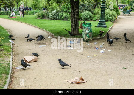 Una foto di uno stormo di cornacchie mangiare di immondizia da un cestino della spazzatura e facendo confusione nel parco pubblico. Foto Stock