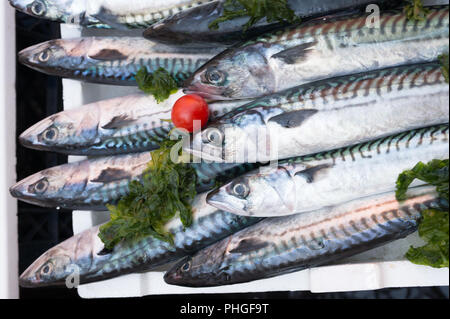 Sgombri esposti nel mercato Foto Stock