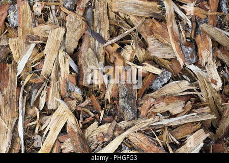 Foresta di corteccia di pino Foto Stock