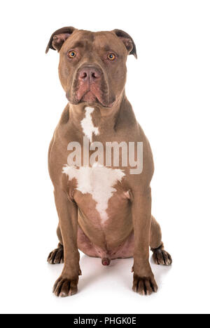 Pitbull Red Nose davanti a uno sfondo bianco Foto Stock