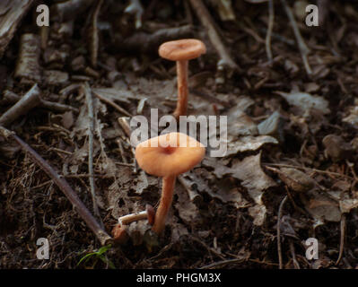 Due funghi nella foresta in fiore Foto Stock