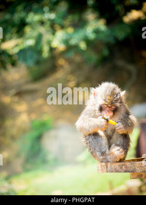 Un bambino Macaque giapponese (Macaca fuscata), a.k.a. snow monkey, mangia una banana a Iwatayama Monkey Park sul Monte Arashiyama, Arashiyama, Kyoto, Giappone Foto Stock