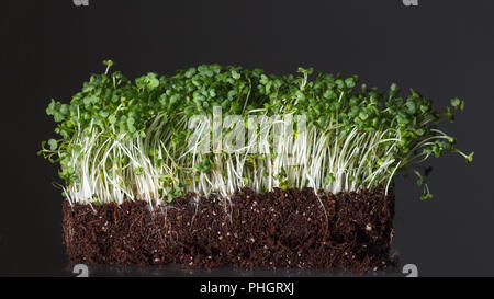 Giovani grani verdi in crescita in suolo organico isolato su nero Foto Stock