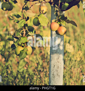 Apple ramo di albero Foto Stock