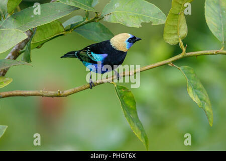 Un oro-incappucciati Tanager nel Parco Nazionale Arenal Costa Rica Foto Stock