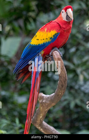 Un scarlet macaw in Copan Honduras America Centrale Foto Stock