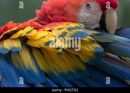 Un scarlet macaw in Copan Honduras America Centrale Foto Stock