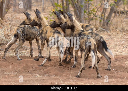 Pack di cani selvatici nel Parco Nazionale Kruger Sud Africa Foto Stock