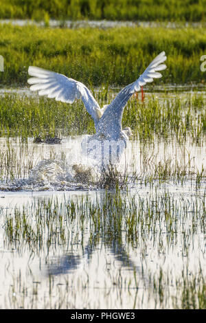 Cigno a partire dall'acqua con acqua splash Foto Stock