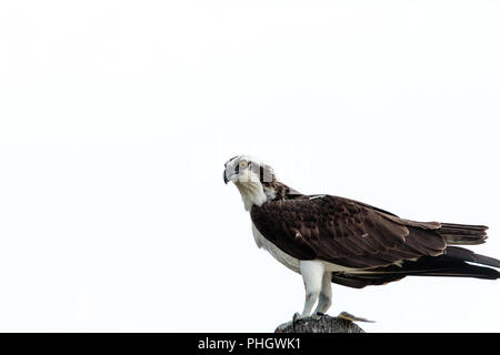 Osprey bird Pandion haliaetus posatoi nel suo nido Foto Stock