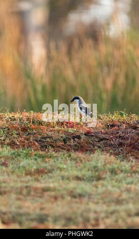 Caretta uccello shrike Lanius ludovicianus posatoi sulla terra Foto Stock