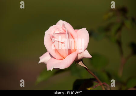 Sydney Australia, soft rosa pallido fiore rosa e stelo Foto Stock