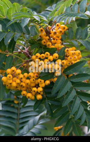 A bacca di colore giallo Rowa (Sorbus aucuparia 'Sunshine'), bacche Foto Stock