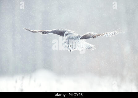 Chiusura del grande gufo grigio (Lapponia Allocco) in volo in inverno, Finlandia. Foto Stock