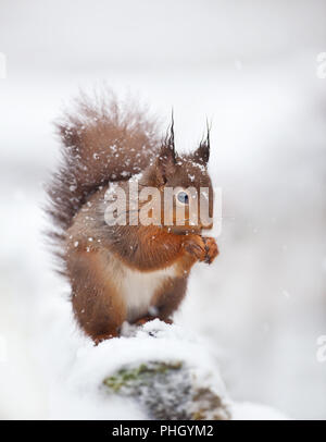 Carino scoiattolo rosso seduto in coperta di neve con i fiocchi di neve. Inverno in Inghilterra. Gli animali in inverno. Foto Stock