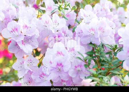 Molla di rosa fiori di azalea Foto Stock