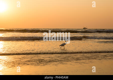 Heron al tramonto raccoglie molluschi sulla spiaggia Foto Stock