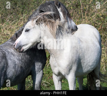 Carneddau ponies Foto Stock