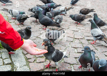 Molti piccioni alimentare da un lato Foto Stock