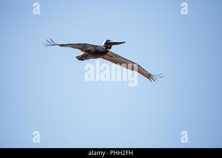 Brown pelican Pelecanus occidentalis vola Foto Stock