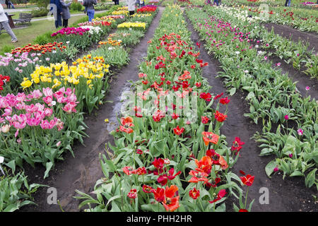 Rare fioriture di tulipani a molla Foto Stock