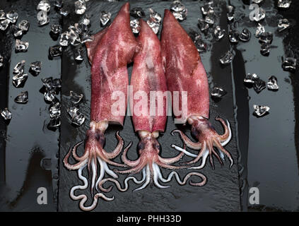 Freschi piatti di pesce crudo calamari con ghiaccio tritato in ardesia nera sullo sfondo Foto Stock