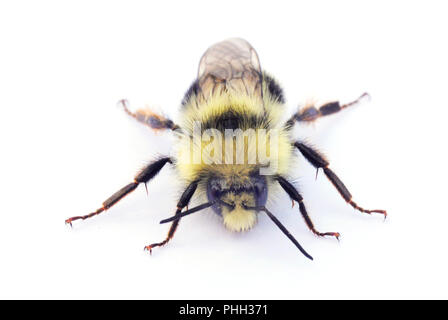 Due-forma Bumble Bee (Bombus bifarius) maschio, occhio-ritratto di livello Foto Stock