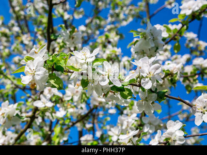 Il ramo di una fioritura del melo Foto Stock