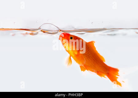 Goldfish con bolla di aria nel vetro pesce serbatoio Foto Stock