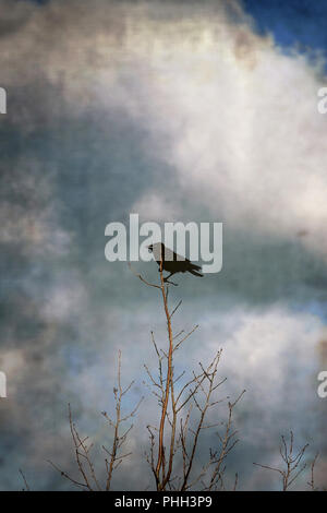 Vintage crow appollaiato su un albero Foto Stock