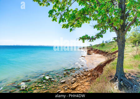 Grande albero verde sulla spiaggia Foto Stock