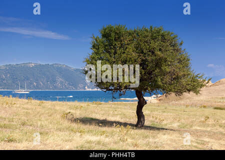 Lonely albero verde sopravvivere su un isola secca Foto Stock