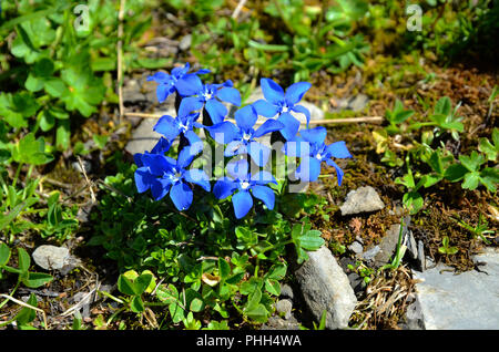 Molla; genziana Gentiana verna; Foto Stock