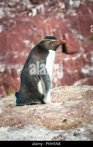 Pinguino saltaroccia, Patagonia, Argentina Foto Stock