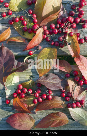 Foglie di autunno e bacche rosse giacciono su tavole di legno Foto Stock