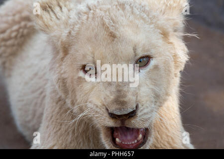 Cub di leone bianco Foto Stock