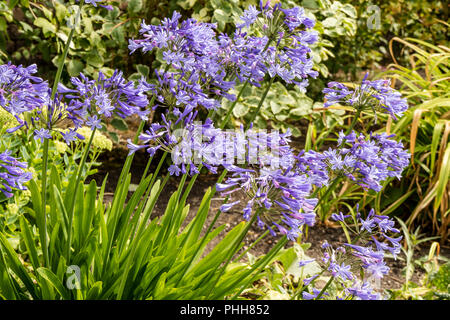 Blue Agapanthus (African lily) piante in un confine erbacee in un giardino. Foto Stock