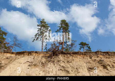 Alberi di pino sul bordo di una collina di sabbia vicino al mare. Acqua lava via la riva sabbiosa alberi stanno morendo e cadere nell'acqua. La foresta vicino il Foto Stock