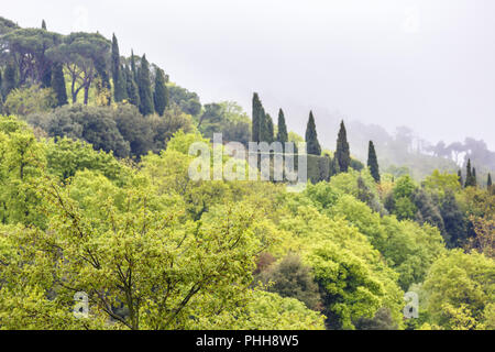 Bosco di latifoglie su una collina Foto Stock