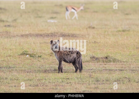 Ridere iena sulla savana Foto Stock