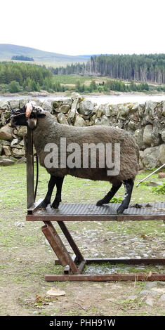 Un sistema di ritenuta di pecora utilizzato per spruzzare il colore su una pecora pronta per la vendita o per la visualizzazione di vicino al Loch Doon,Carrick, Scozia Foto Stock