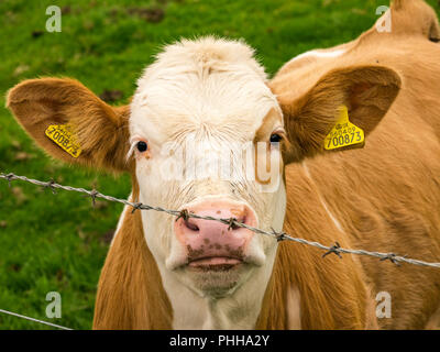 East Lothian, Scozia, Regno Unito, 1 settembre 2018. Un curioso bruna giovane vitello mucca con un occhio marrone e patch identificazione gialla di marchi auricolari guarda attraverso un filo spinato Foto Stock