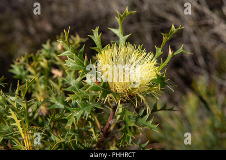 Dryandra sessilis, Parrot Dryandra Bush Foto Stock