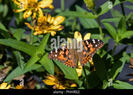 Dipinto di Lady butterfly alimentazione su Zinnia. Signora verniciate possono essere incontrate in qualsiasi tipo di habitat aperto. Foto Stock