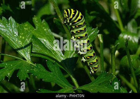 Nero a coda di rondine di alimentazione caterpillar su di prezzemolo a foglia piatta. Noto anche come Papilio polyxenes, si è trovato in tutto il territorio del Nord America. Foto Stock