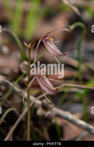 Cyrtostylis robusta, Mosquito Orchid Foto Stock