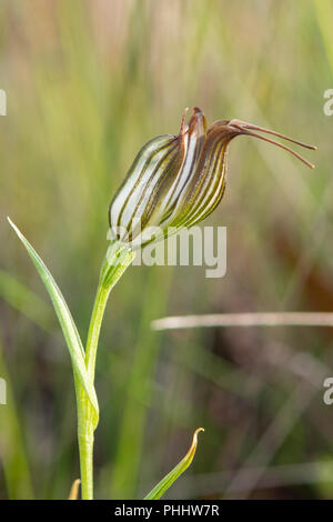 Recurva Pterostylis brocca Orchid Foto Stock