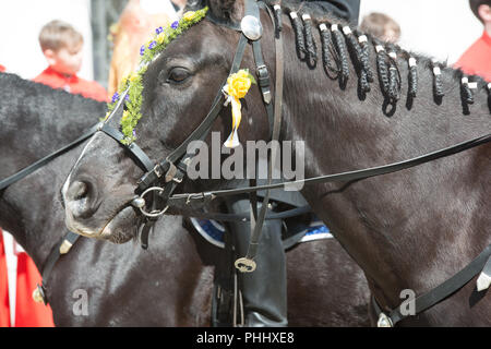 Pasqua a cavallo in Alta Lusazia Foto Stock