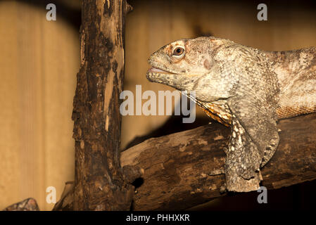 Frilled lizard (Chlamydosaurus kingii) Foto Stock